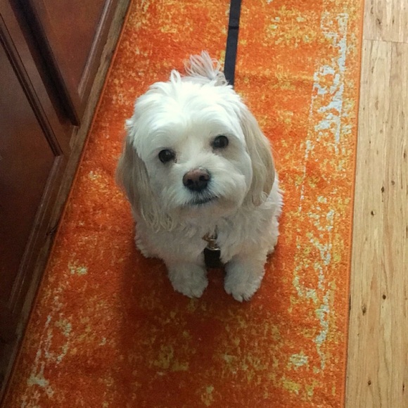 In Loving Memory of my sweet Boy…  💙Charlie - Picture 7 of 16